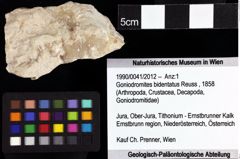 Foto (Objket + Etiketten) von Goniodromites bidentatus (Reuss, 1858) 